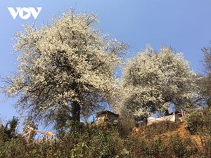 Ngắm hoa Sơn tra ở Tây Bắc (24/2/2023)