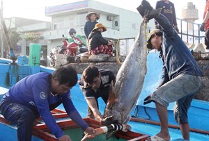 Quyết tâm chấm dứt tình trạng tàu cá khai thác hải sản bất hợp pháp (27/2/2023)