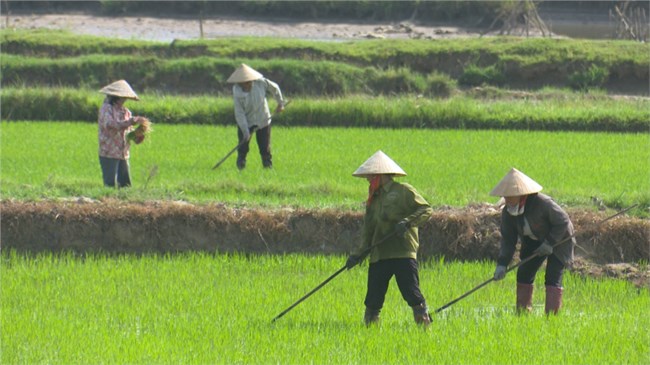 Kiến thức chăm sóc lúa xuân năm 2023 (7/3/2023)