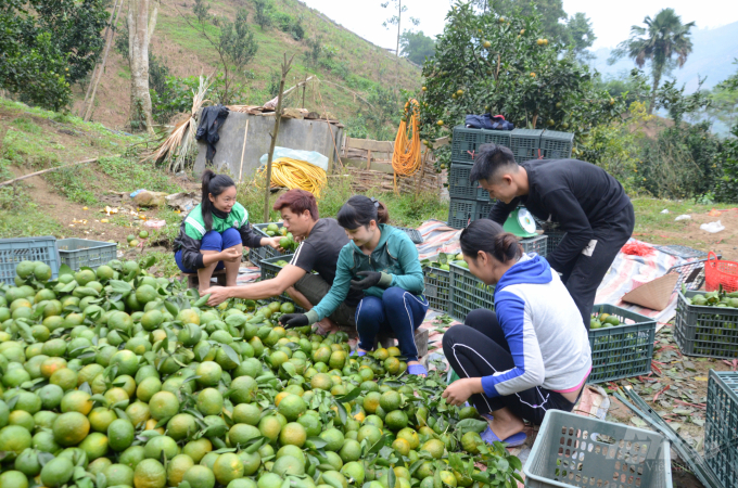 Hàm Yên, Tuyên Quang: Người mang cây có múi về xoá nghèo cho vùng đất khó (15/3/2023)