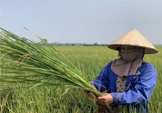 Hàng trăm ha lúa ST24, ST25 ở Đắk Lắk,  Đắk Nông bị lép hạt bất thường (20/4/2023)