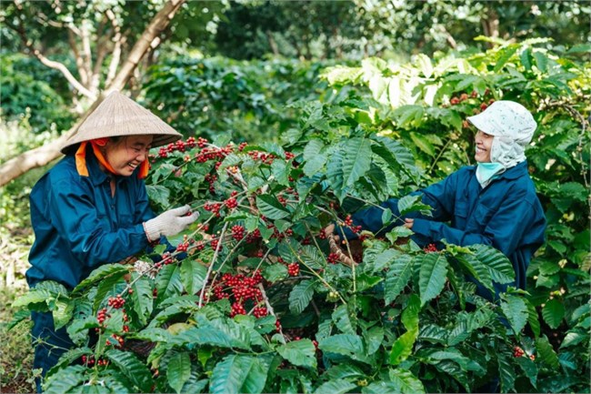 Xây dựng thương hiệu nông sản quốc gia là bài toán khó (25/4/2023)