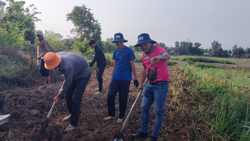 Tiền Giang: Nông dân vùng Đồng Tháp Mười  bán khoai mỡ giá đạt kỉ lục (3/4/2023)