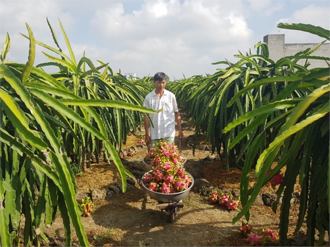 Tiền Giang: hướng đi nào cho cây thanh long (7/4/2023)