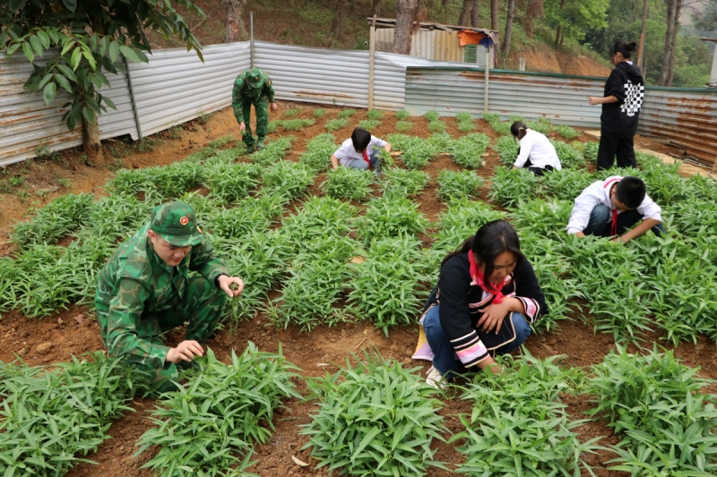 Những mô hình trồng rau sạch tại nhà