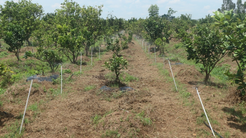 Sóc Trăng: Thúc đẩy chuyển đổi số trong nông nghiệp (6/5/2023)