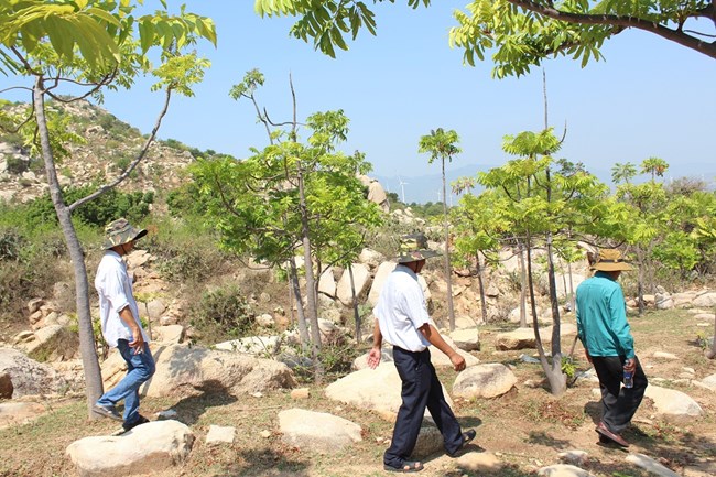 Cây thanh thất phủ xanh trên vùng núi đá khô cằn Ninh Thuận (19/5/2023)