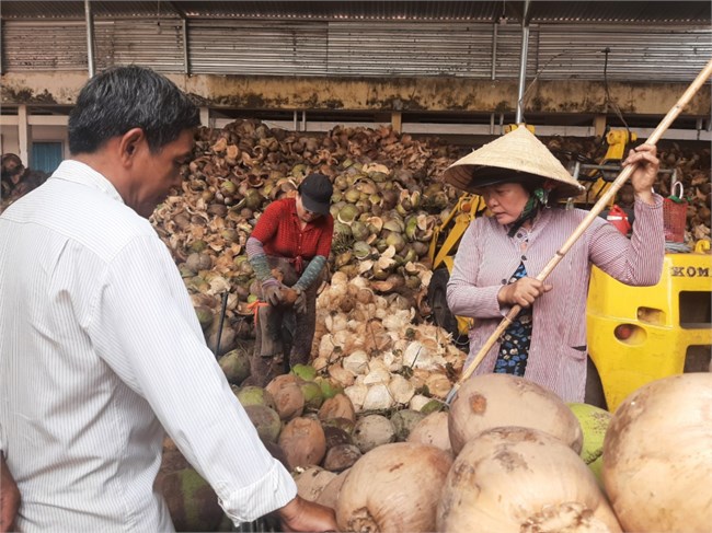 Bến Tre - doanh nghiệp thu mua dừa nợ tiền nhà vườn (25/05/2023)