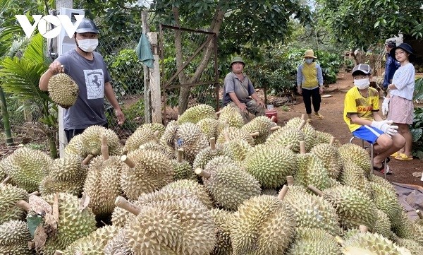 Bùng nổ sầu riêng ở Tây Nguyên và nguy cơ rủi ro (10+11/06/2023)