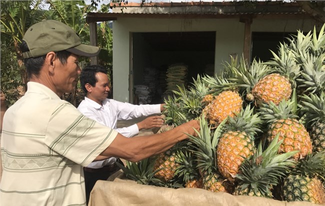 Krông Bông - Đắk Lắk: thành công nhờ trồng dứa rải vụ, đảm bảo đầu ra (16/6/2023)