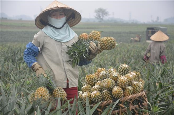 Người dân vùng Đồng Tháp Mười, tỉnh Tiền Giang đổi đời nhờ cây dứa (29/6/2023)