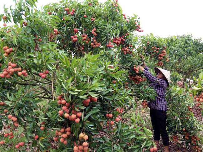 Nhiều biện pháp kỹ thuật nâng cao giá trị vải thiều đặc sản Lục Ngạn (23/06/2023)