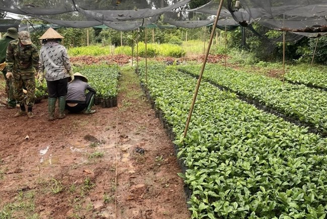 Tây Nguyên: Cà phê nhân lập đỉnh giá- cà phê giống cháy hàng (29/7/2023)