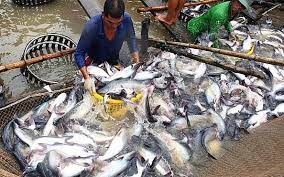 Giá thức ăn giảm giúp nông dân đẩy mạnh thả nuôi cá tra (30/7/2023)