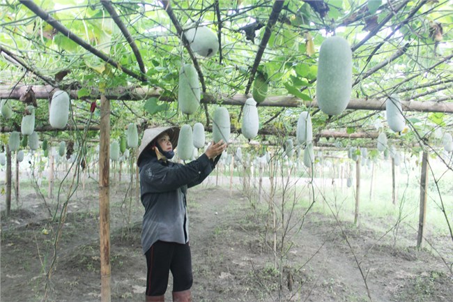 Thu nhập cao từ mô hình bí xanh VietGAP (01/08/2023)