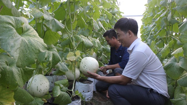 Nông dân Bình Dương đồng lòng làm nông nghiệp công nghệ cao (26/8/2023)