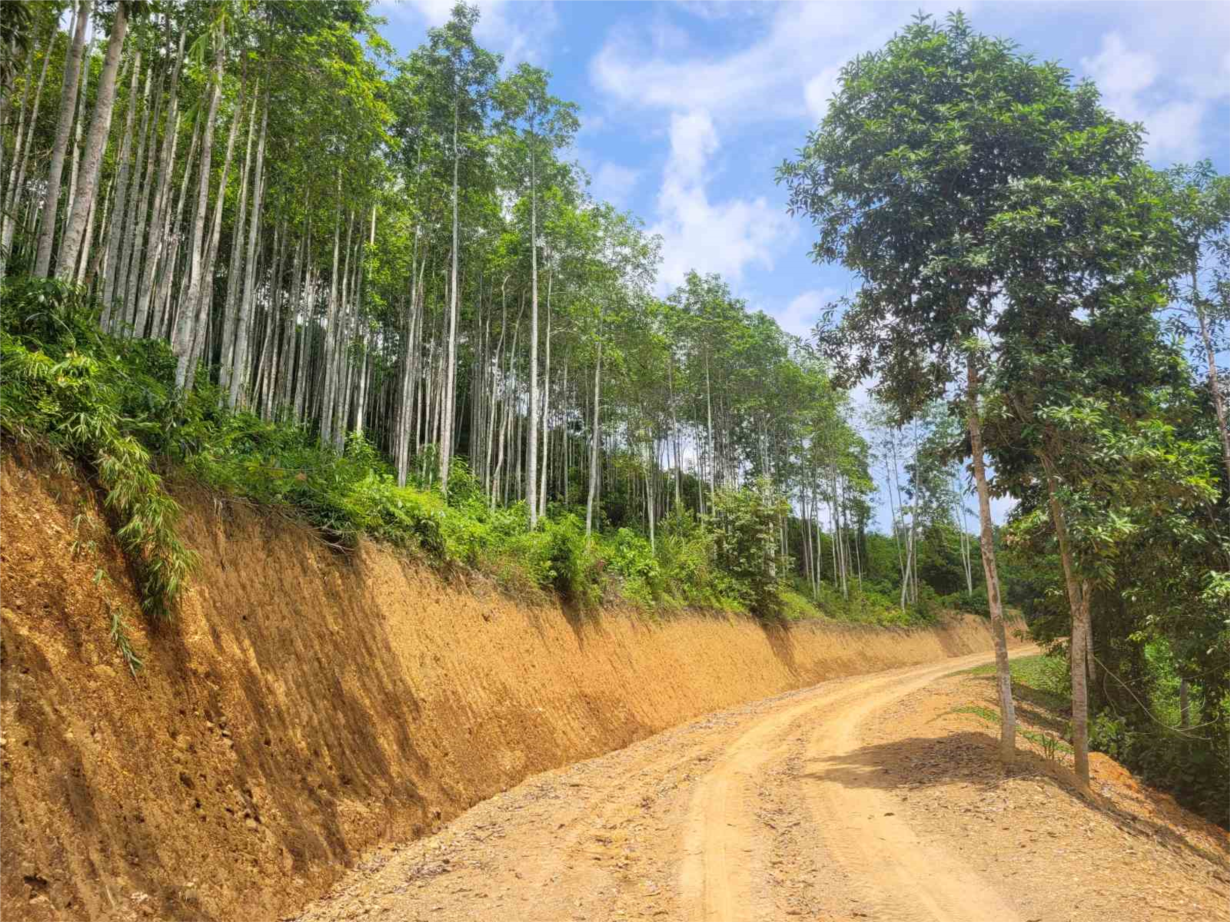 Bắc Kạn: Đầu tư hàng nghìn km đường lâm nghiệp để phát triển kinh tế rừng (10/8/2023)