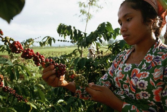 Vụ cà phê Indonesia đối mặt nguy cơ khô hạn do El Nino (14/8/2023)