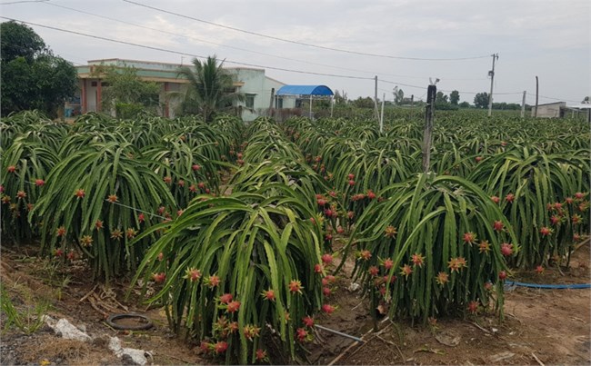 Tiền Giang: Đẩy mạnh khâu liên kết sản xuất, tiêu thụ trái thanh long thương phẩm (18/8/2023)