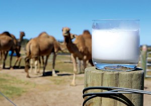 Sữa lạc đà - ngành kinh doanh phát đạt trên sa mạc (19/9/2023)         