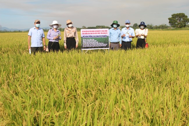 Giải pháp canh tác lúa bền vững cho vùng Đồng bằng sông Cửu Long (05/09/2023)