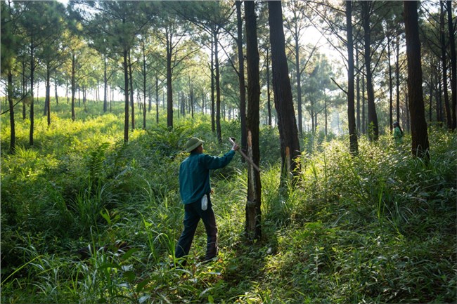 Quảng Ninh: Giữ rừng để thu lợi từ rừng (12/9/2023)