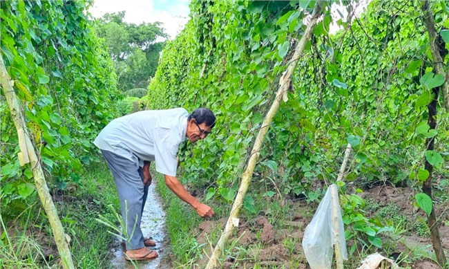 Niềm hạnh phúc của nông dân Cà Mau khi có thu nhập cao
nhờ trồng màu trên đất nhiễm mặn (27/9/2023)