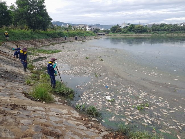Đà Nẵng: Hàng tấn cá chết nổi trắng kênh Đa Cô sau trận mưa (14/9/2023)