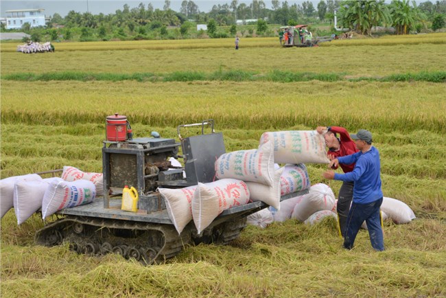 Trung tâm chế biến, tiêu thụ sản phẩm vùng ĐBSCL -  Mắt xích then chốt của kinh tế nông nghiệp hiện đại (29/9/2023)