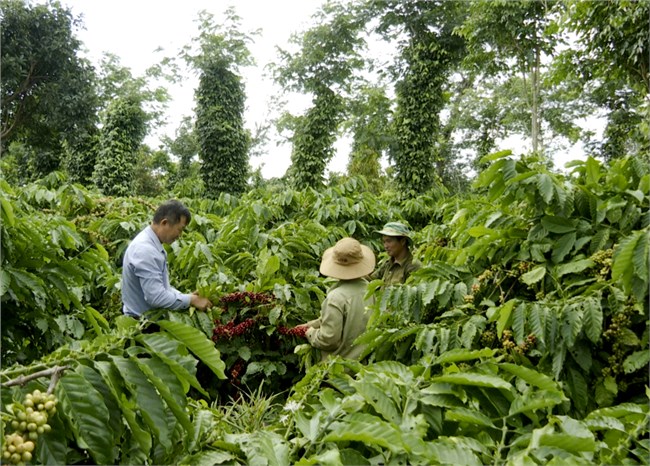 Đắk Lắk: Phát huy vai trò của nông dân trong tình hình mới (15/9/2023)