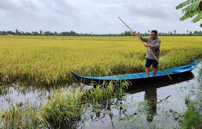 Cà Mau: Mưa kéo dài, người dân U Minh khó thu hoạch lúa (07/9/2023)