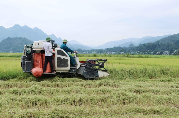Nông dân tỉnh Lai Châu tăng thu nhập nhờ đẩy mạnh phát triển nông nghiệp hàng hóa (21/9/2023)