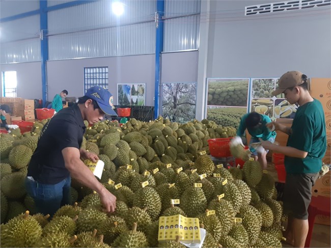 Tiền Giang: có hơn 20.300 ha vườn cây ăn trái được cấp mã số vùng trồng để xuất khẩu. (9/9/2023)