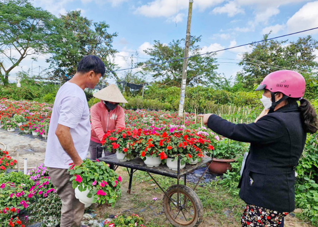 Nông dân Duy Xuyên, Quảng Nam vào vụ hoa Tết (07/1/2024)