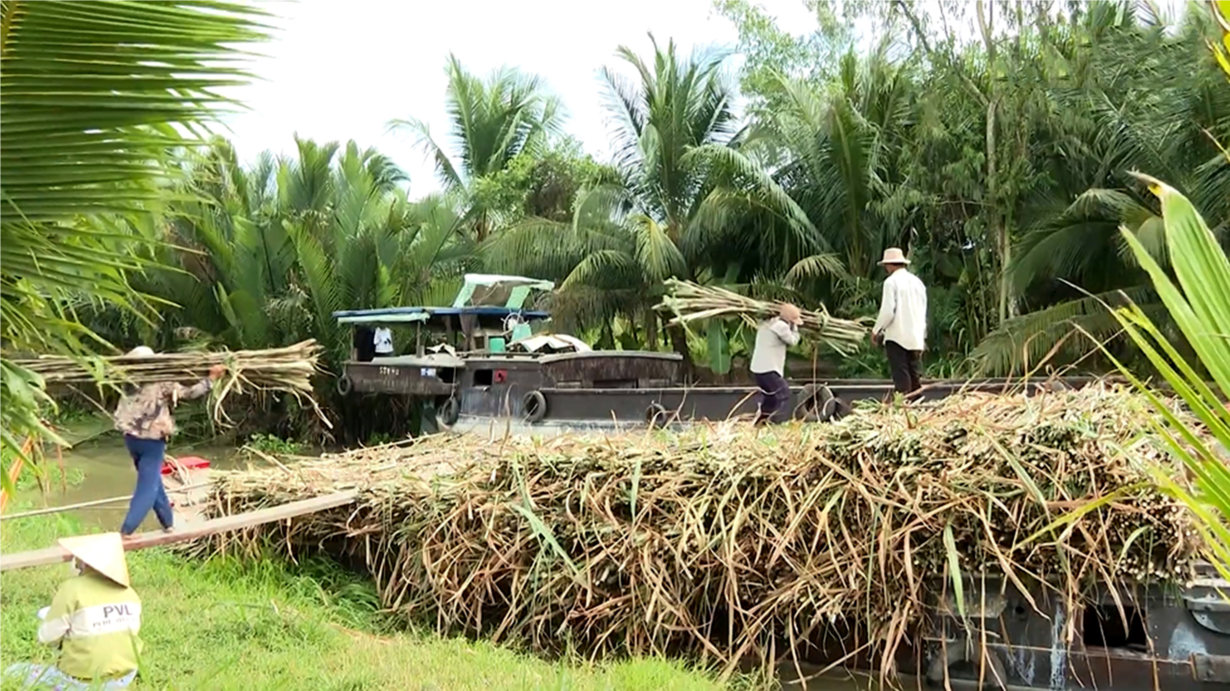 Người trồng mía ở Trà Vinh được mùa - trúng giá (15/1/2024)