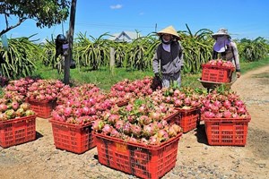 Xuất khẩu nông sản qua cửa khẩu Lào Cai - một năm được mùa(09/01/2024)