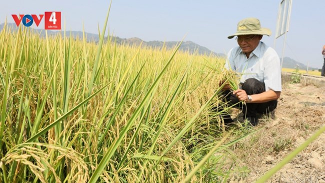 Bán thành công gần 17 tấn khí nhà kính từ trồng lúa -  triển vọng phát triển sản phẩm nông nghiệp giảm phát thải ở Đắc Lắc (01/10/2024)