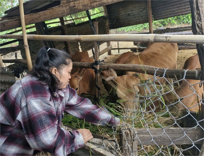 Thay đổi nếp nghĩ, người Jarai thoát nghèo bền vững (15/10/2024)