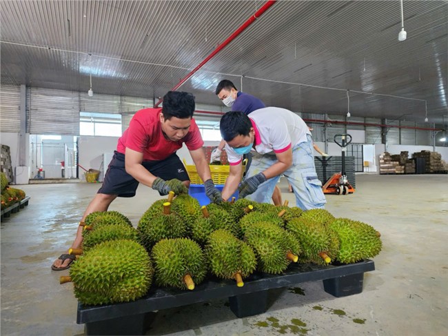 Đắk Lắk thêm một huyện được công nhận nhãn hiệu sầu riêng tập thể (29/10/2024)