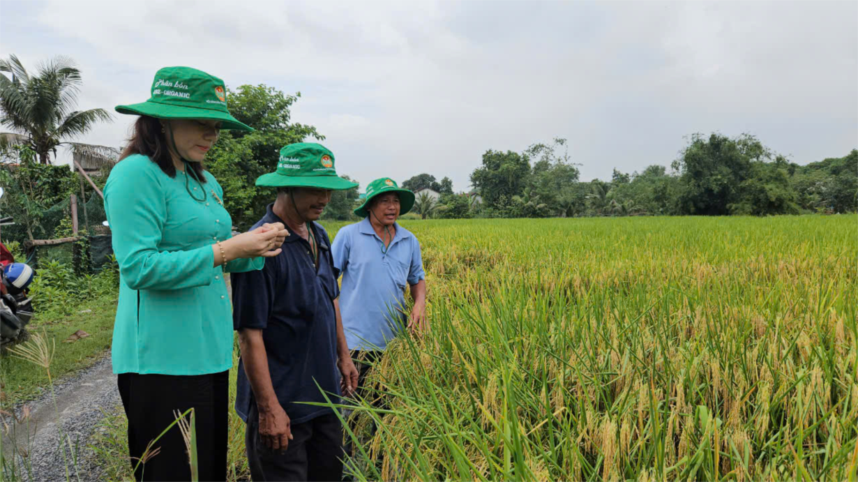 Bình Chánh thu hoạch vụ lúa ST25 hữu cơ đầu tiên (1/10/2024)