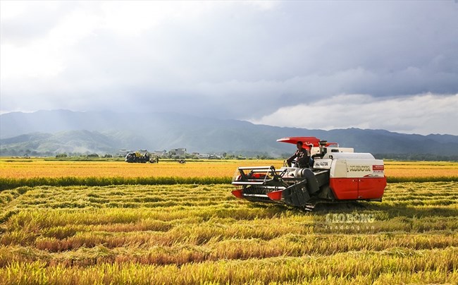 Rộn ràng ngày mùa trên cánh đồng Mường Thanh (17/10/2024)