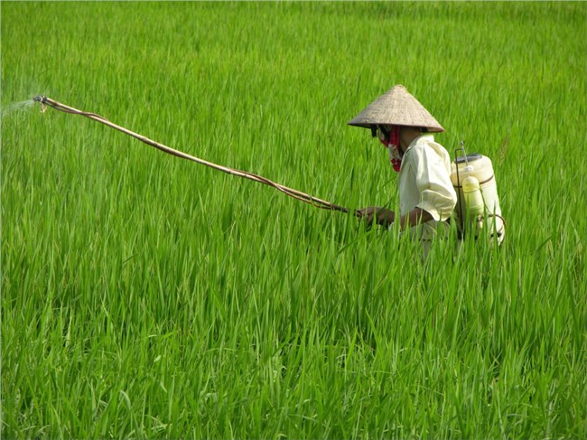 Hợp Tiến- Thái Bình: vì sao năng suất lúa vụ mùa giảm mạnh (24/10/2024)