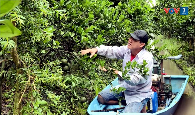 Hàng ngàn hộ trồng cam sành ở Trà Vinh lao đao vì giá lao dốc (22/10/2024)