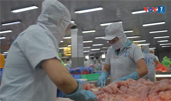  Giá cá tra giống biến động liên tục do ảnh hưởng của cá tra nguyên liệu (16/10/2024)
