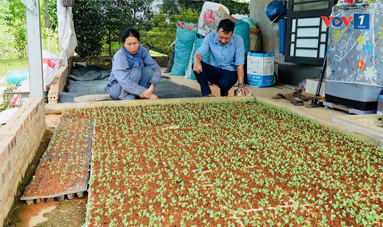Lào Cai: Dồn lực hoàn thành mục tiêu năm ở mức cao nhất (16/10/2024)