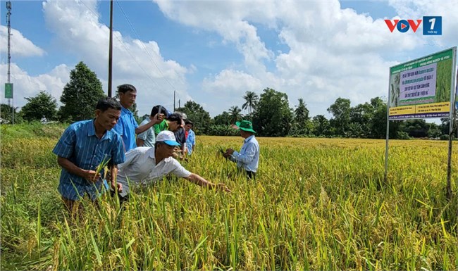 Hậu Giang: Ứng dụng nấm trắng, nấm xanh phòng trừ sinh vật gây hại trên lúa mang lại hiệu quả cao (24/10/2024)