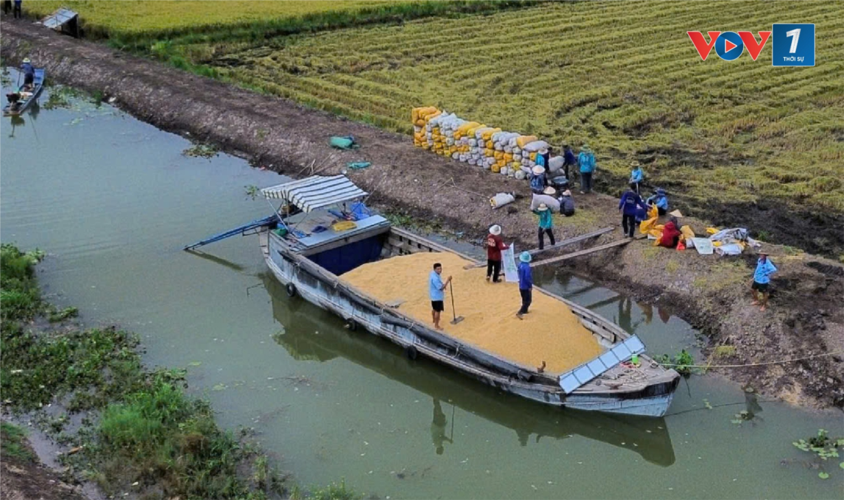 Tiền Giang: Các doanh nghiệp xuất khẩu gạo đến 20 quốc gia, vùng lãnh thổ trên thế giới (29/10/2024)