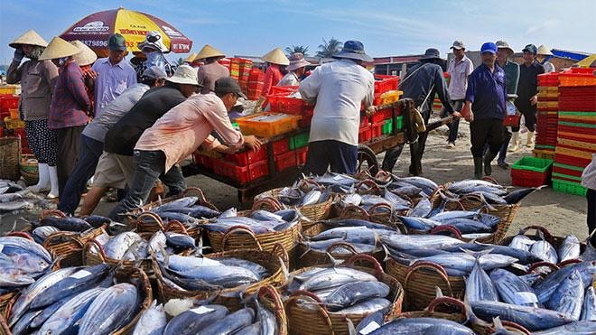 Nguồn lợi hải sản bị cạn kiệt cần giải pháp lâu dài để tái tạo (17/10/2024)