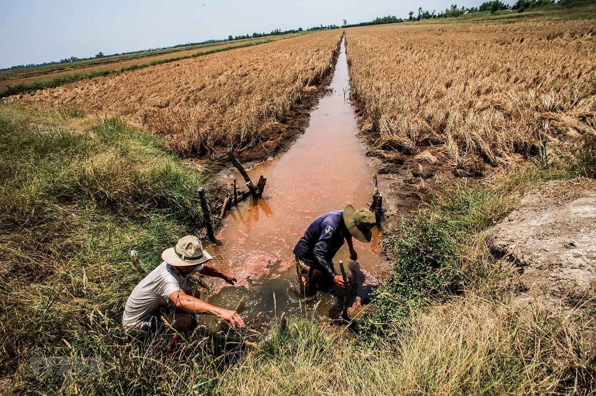 Đồng bằng sông Cửu long – giải pháp ứng phó mặn xâm nhập (22/10/2024)