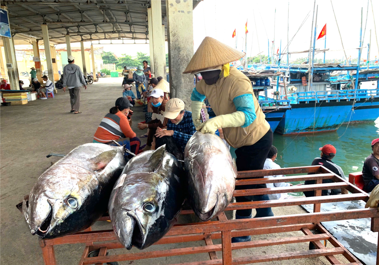 Phú Yên nỗ lực chống khai thác hải sản bất hợp pháp (12/10/2024)